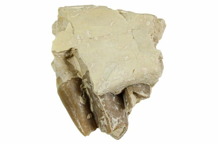 Fossil Oligocene Camelid (Poebrotherium) Jaw Section - South Dakota #364399